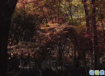 最新收集有關(guān)秋天的句子 切充滿希望溫柔又熱烈2