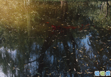 最新收集有關(guān)秋天的句子 切充滿希望溫柔又熱烈8