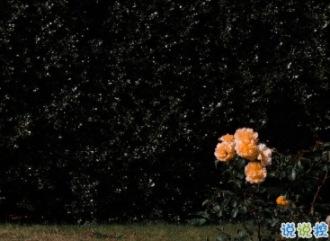 最新收集有關(guān)秋天的句子 切充滿希望溫柔又熱烈10