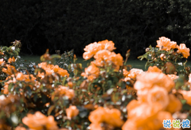 最新收集有關(guān)秋天的句子 切充滿希望溫柔又熱烈14