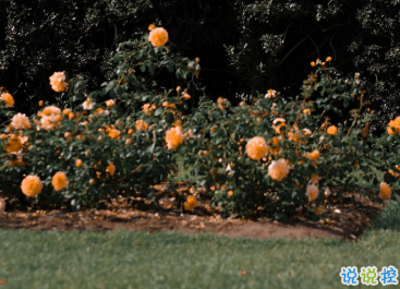 最新收集有關(guān)秋天的句子 切充滿希望溫柔又熱烈15