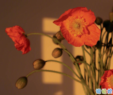 一定要收藏的寶藏句子 飛鳥與魚不同路 2