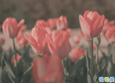 用來表達愛情的詩句 詩意且唯美的句子1