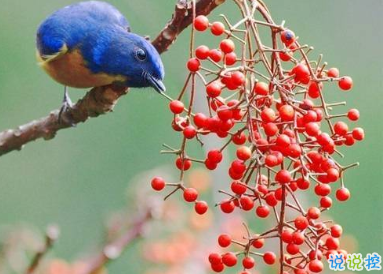 用來表達愛情的詩句 詩意且唯美的句子13