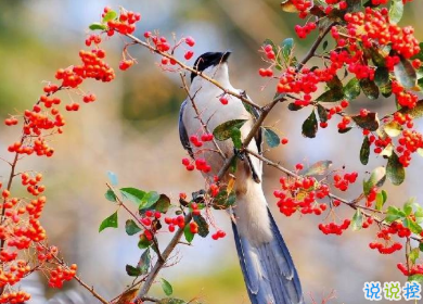 用來表達愛情的詩句 詩意且唯美的句子14