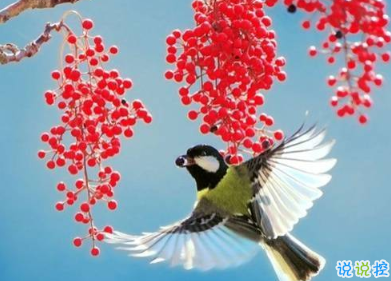 用來表達愛情的詩句 詩意且唯美的句子15