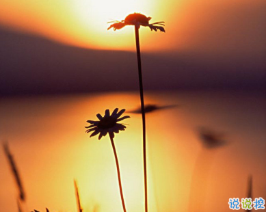 用來表達(dá)愛情的詩句 詩意且唯美的句子1