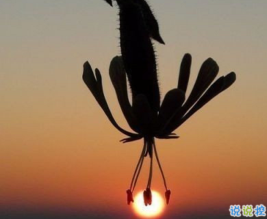 用來表達(dá)愛情的詩句 詩意且唯美的句子5