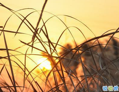 用來表達(dá)愛情的詩句 詩意且唯美的句子7