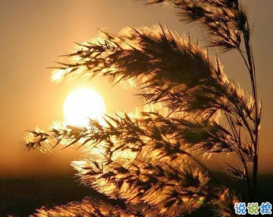 用來表達(dá)愛情的詩句 詩意且唯美的句子8