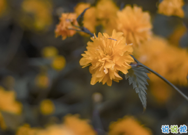 適合國(guó)慶結(jié)婚發(fā)的朋友圈 讓浪漫掛起快樂(lè)的風(fēng)帆11