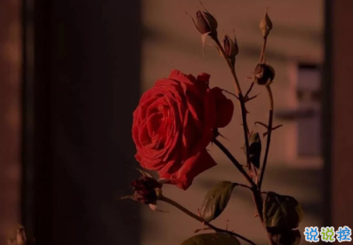 中秋節(jié)發(fā)朋友圈的土味情話 十拿九穩(wěn)只差你一吻2