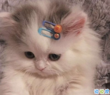 這些可愛又有趣的文案 我以為你回我信息犯法呢2