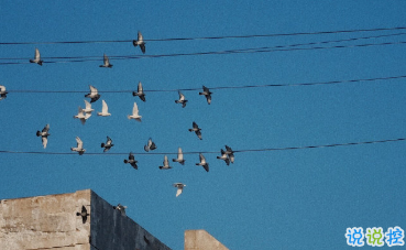 15條保持好心態(tài)的句子 每一根羽毛都閃耀著自由的光輝10