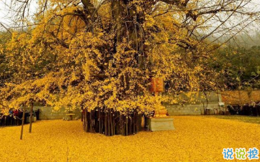 讓人覺得很驚艷的古詩詞 星斗滿天人睡也2