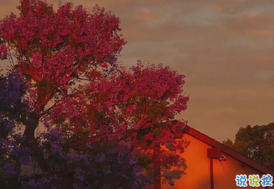 看著笑死人的朋友圈說說 2021一波沙雕又可愛的文案2