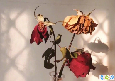 久久駐在心里的寶藏文案 為誰風(fēng)露立中宵2