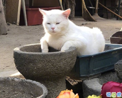 罵人不帶臟字的高質(zhì)量文案 沙雕搞笑的文案2