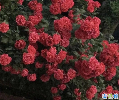 適合十一月發(fā)朋友圈溫暖人心的文案 放棄不難但堅(jiān)持一定很酷2