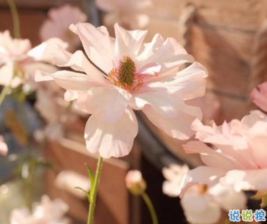 適合十一月發(fā)朋友圈溫暖人心的文案 放棄不難但堅(jiān)持一定很酷8