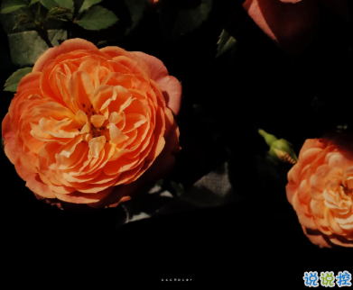 2021適合跨年夜官宣戀愛的句子 以后的生活里都有你這個(gè)小可愛14