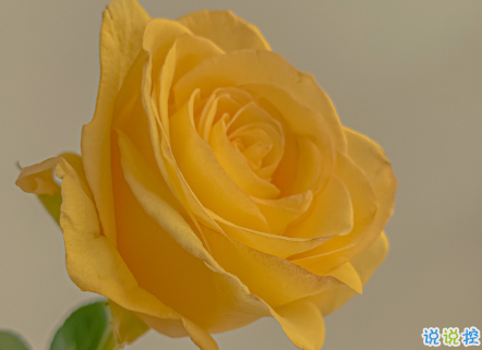 2021朋友圈很喪很絕望的溫柔文案 所有的情緒我一樣也沒躲過1