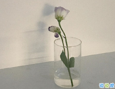 小紅書吸人眼球漲粉的個性文案 傻傻呼呼吃胖變豬2