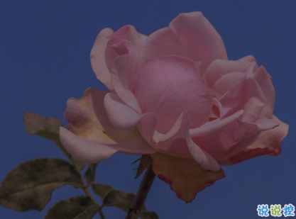 朋友圈點(diǎn)贊率最高的圖片說說 愛是天時(shí)地利的迷信8