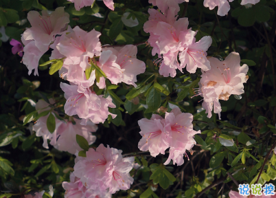 冬季發(fā)朋友圈的唯美句子帶圖片 墜歡莫拾酒痕在衣7