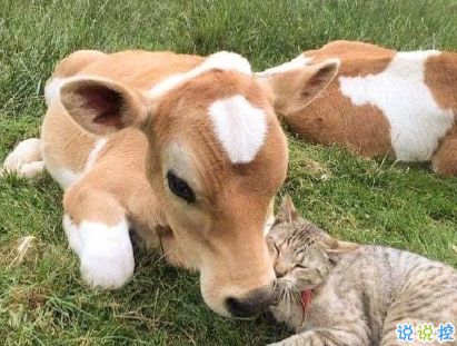 教你如何辨別渣男的句子 渣男經(jīng)典語錄帶圖片12