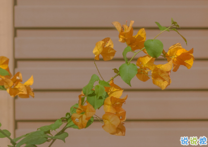 2020雙十一光棍節(jié)表白必成功的文案 很搞笑可愛(ài)的祝福表白語(yǔ)錄2