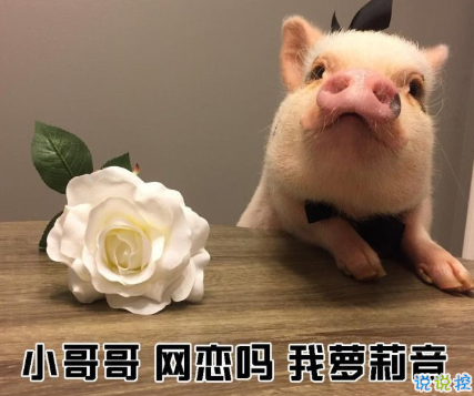 小紅書精選的很皮的好笑文案 朋友圈讓人忍不住點(diǎn)贊文案1