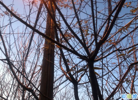 冬天分享在朋友圈的有趣沙雕文案 去墻角那里有九十度5