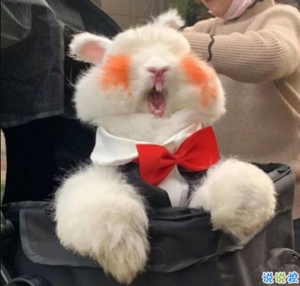 2020冬天天氣變冷的很有梗的搞笑說說  我遇見你枯木逢春1