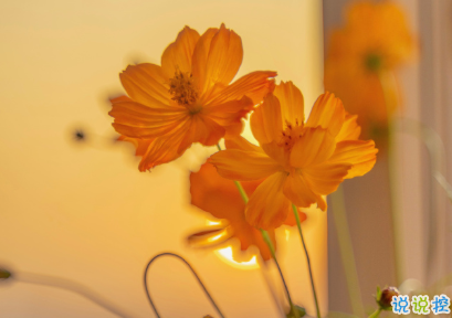 不想上班不想起床的有趣早安說說 聲聲皆相思早安5