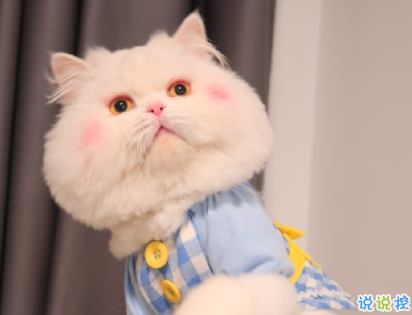 不想上班不想起床的有趣早安說說 聲聲皆相思早安12