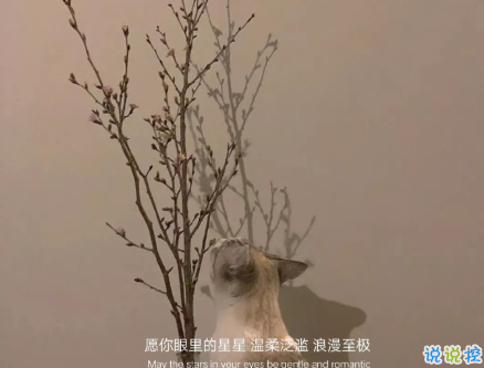 12月份適合發(fā)朋友圈的可愛小句 溫暖你整個十二月的文藝說說2