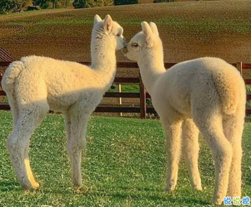 分享到朋友圈會讓人覺得有病的沙雕文案 可愛又沙雕的朋友圈說說1