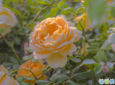 天冷發(fā)朋友圈搞笑說說帶圖片 降溫朋友圈最火文案6