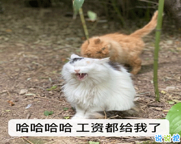 雙十二的剁手搞笑文案2020 2020雙十二朋友圈心情說說10