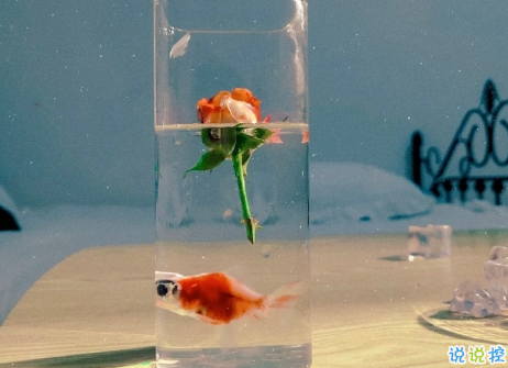 很隱晦低調的宣布分手的文案 很文藝優(yōu)雅的宣布分手說說5