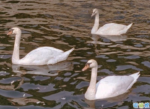 2021最新表白語錄大全 2021元旦表白文案1