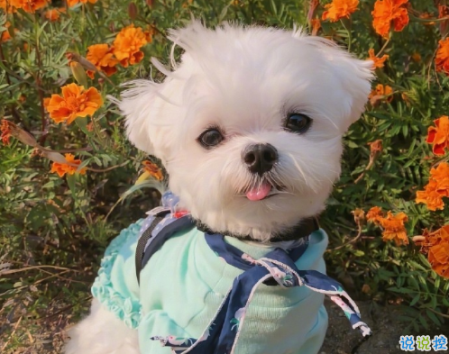 讓人笑到停不下來的憨憨朋友圈文案 超級幽默有趣的說說1