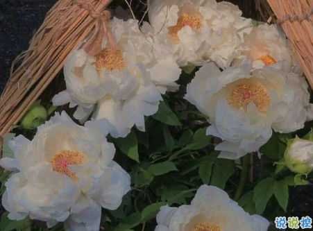 讀起來會驚嘆好溫柔的說說帶圖片 2021超級溫柔舒心的文案10