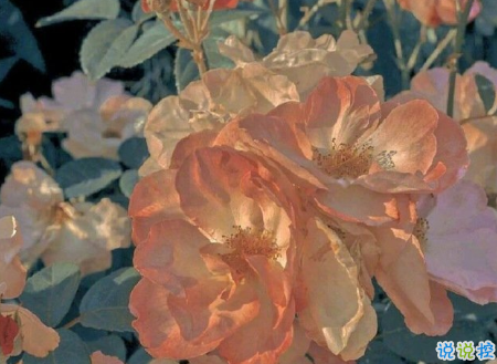 讀起來會驚嘆好溫柔的說說帶圖片 2021超級溫柔舒心的文案14