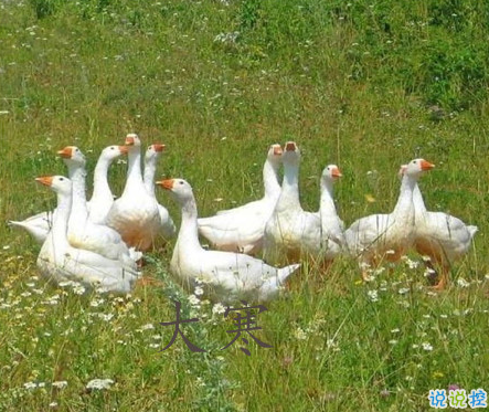 2021最新大寒句子帶圖片 大寒最經(jīng)典的祝福語9