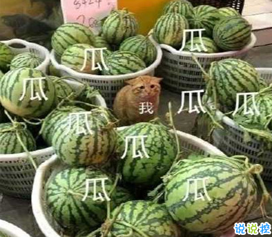 吃瓜人朋友圈說(shuō)說(shuō)怎么發(fā) 微博吃瓜人有趣說(shuō)說(shuō)帶圖片15