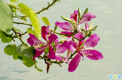 2021超級文藝的春天文案 期待春天到來的唯美句子1