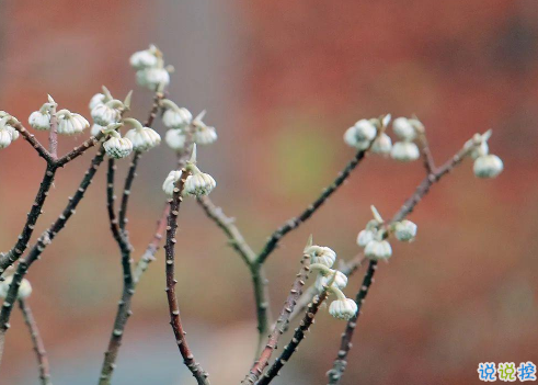 2021超級文藝的春天文案 期待春天到來的唯美句子2