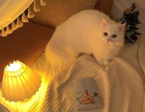 能夠上抖音熱門的文案 吸引人點擊的抖音文案1